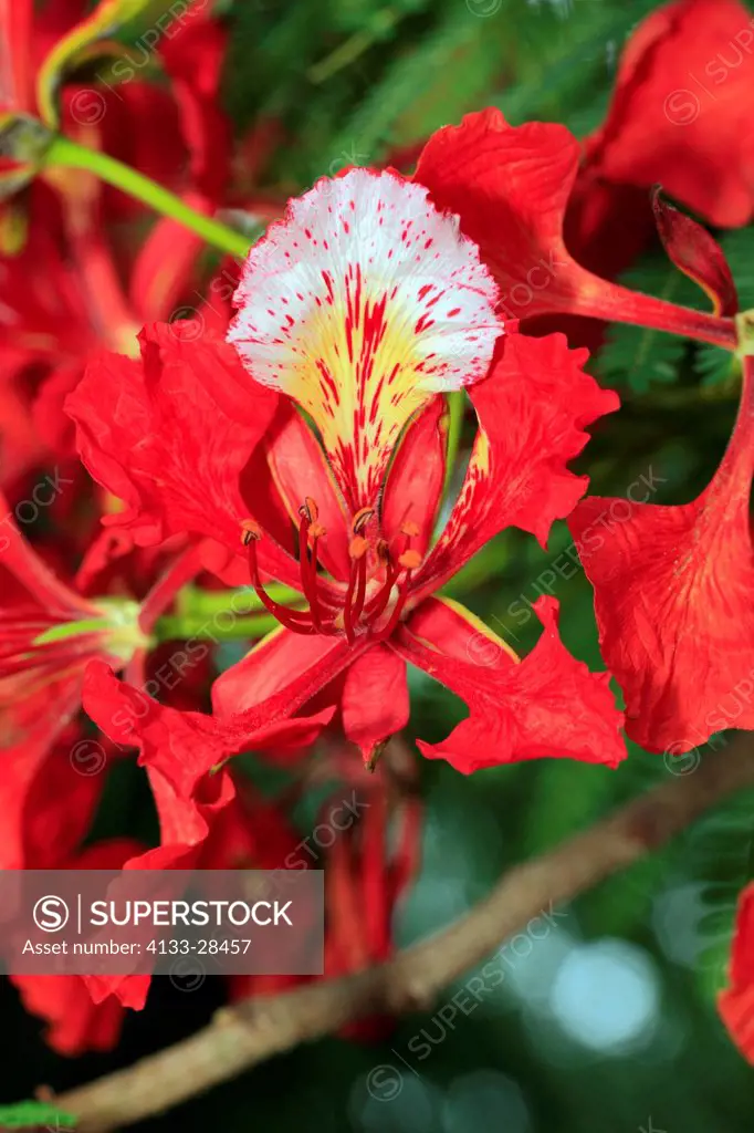 Royal Poinciana,Flamboyant Tree,Delonix regia,Mkuze,Natal,South Africa,Africa,blooming tree