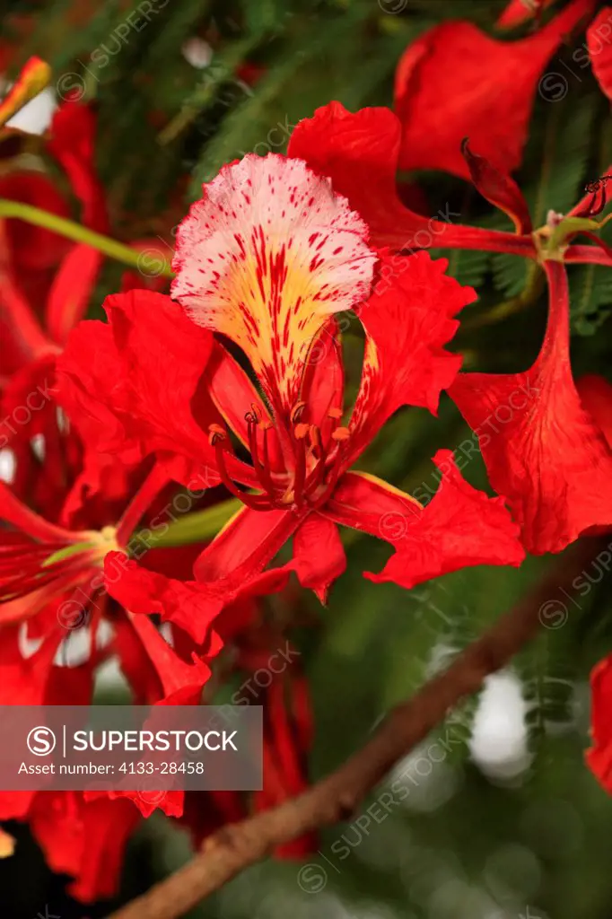 Royal Poinciana,Flamboyant Tree,Delonix regia,Mkuze,Natal,South Africa,Africa,blooming tree