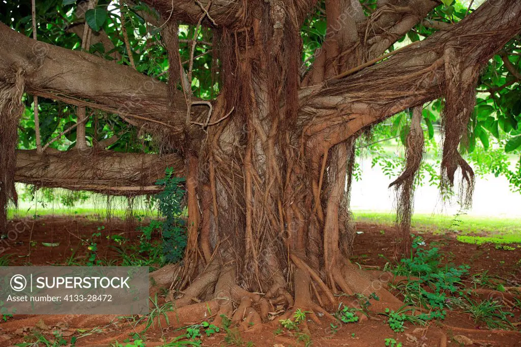 Strangler Fig,Ficus watkinsiana,Sabi Sabi Game Reserve,Kruger Nationalpark,South Africa,Africa,trunk of tree