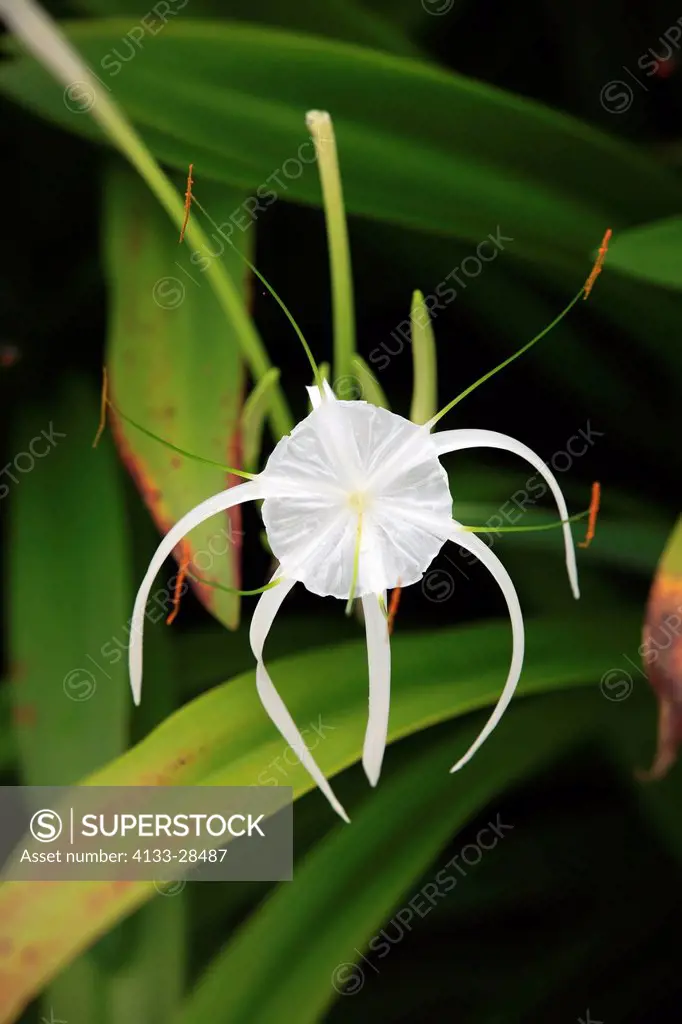 Spider Lily,Hymenocallis occidentalis,Kota Kinabalu,Borneo,Sabah,Malysia,Asia,blooming