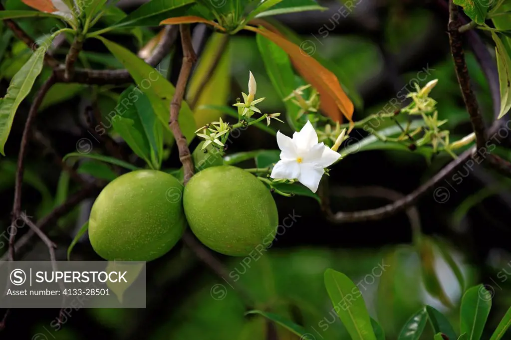 Pong Pong,Cerbera odollam,Kota Kinabalu,Sabah,Malaysia,Borneo,Asia,fruit and bloom