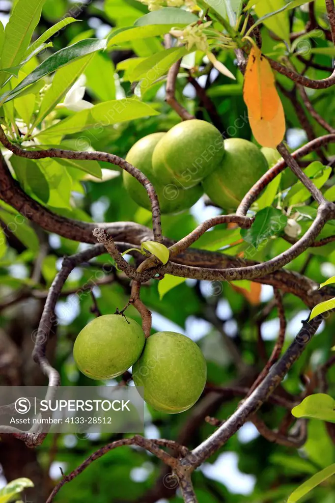 Pong Pong,Cerbera odollam,Kota Kinabalu,Sabah,Malaysia,Borneo,Asia,fruit on tree