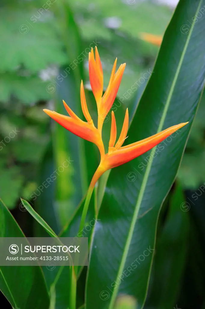 Parrot Heliconia,Orange Parrot,Heliconia Psittacorum,Kota Kinabalu,Sabah,Malaysia,Borneo,Asia,blooming