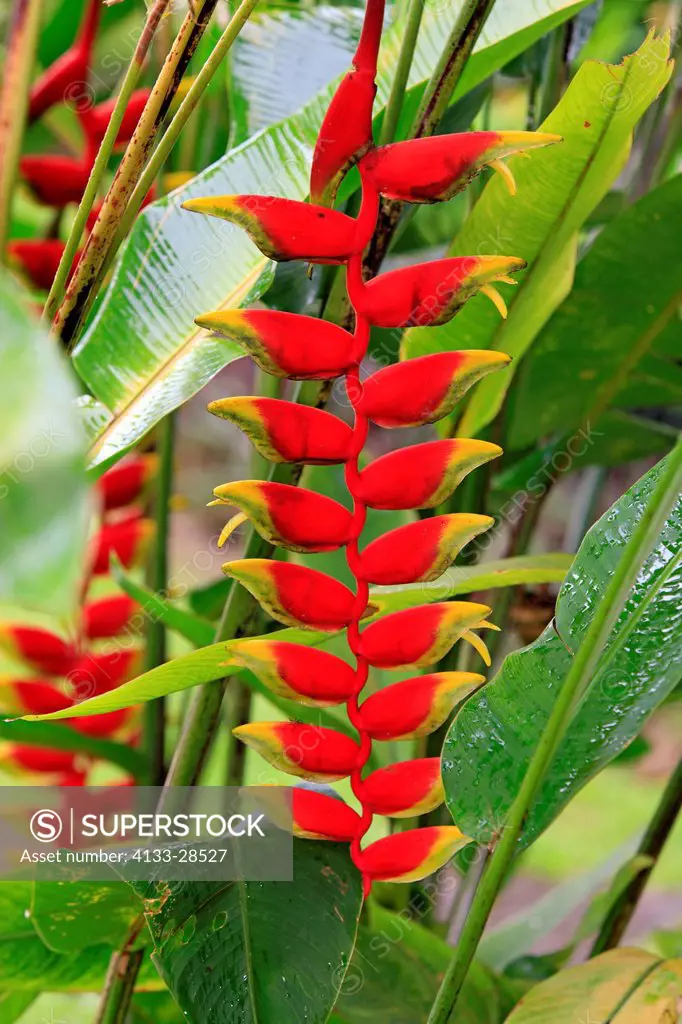 Hanging Lobster Claw,Heliconia rostrata,Kota Kinabalu,Sabah,Malaysia,Borneo,Asia,blooming