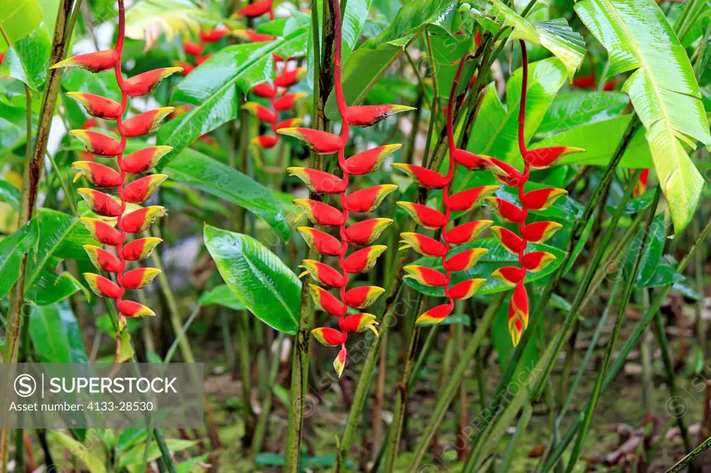 Hanging Lobster Claw,Heliconia rostrata,Kota Kinabalu,Sabah,Malaysia,Borneo,Asia,blooming
