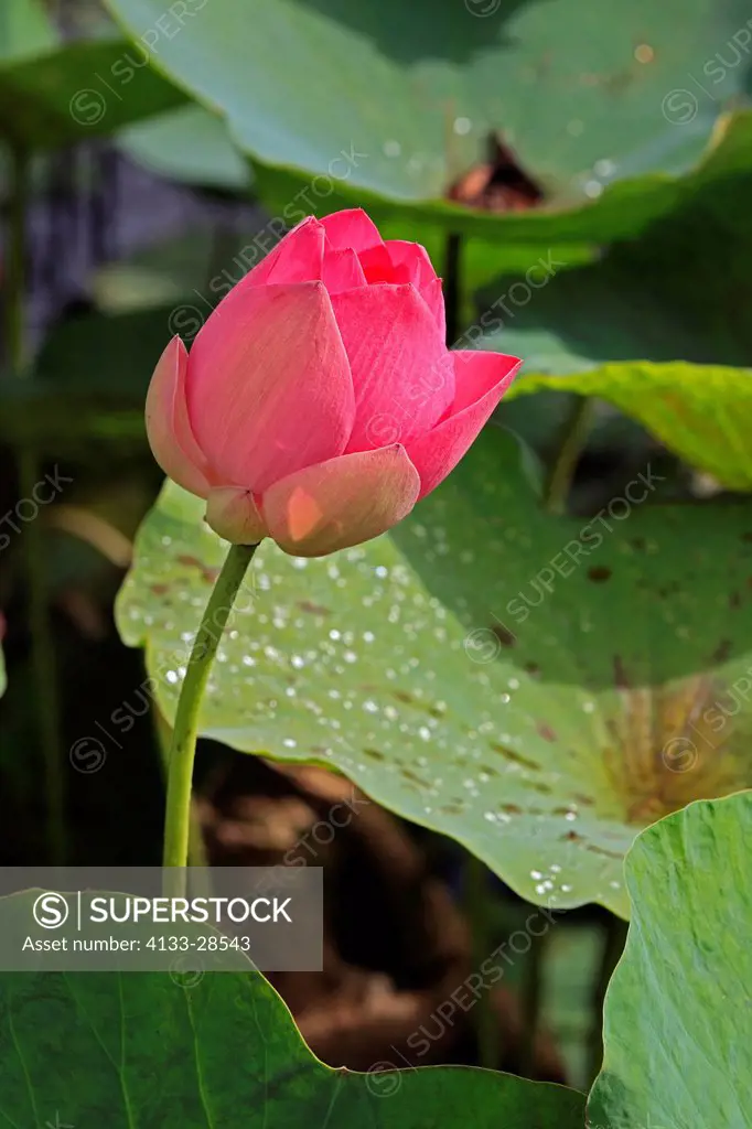 Indian Lotus,Nelumbo nucifera,Kota Kinabalu,Sabah,Malaysia,Borneo,Asia,blooming