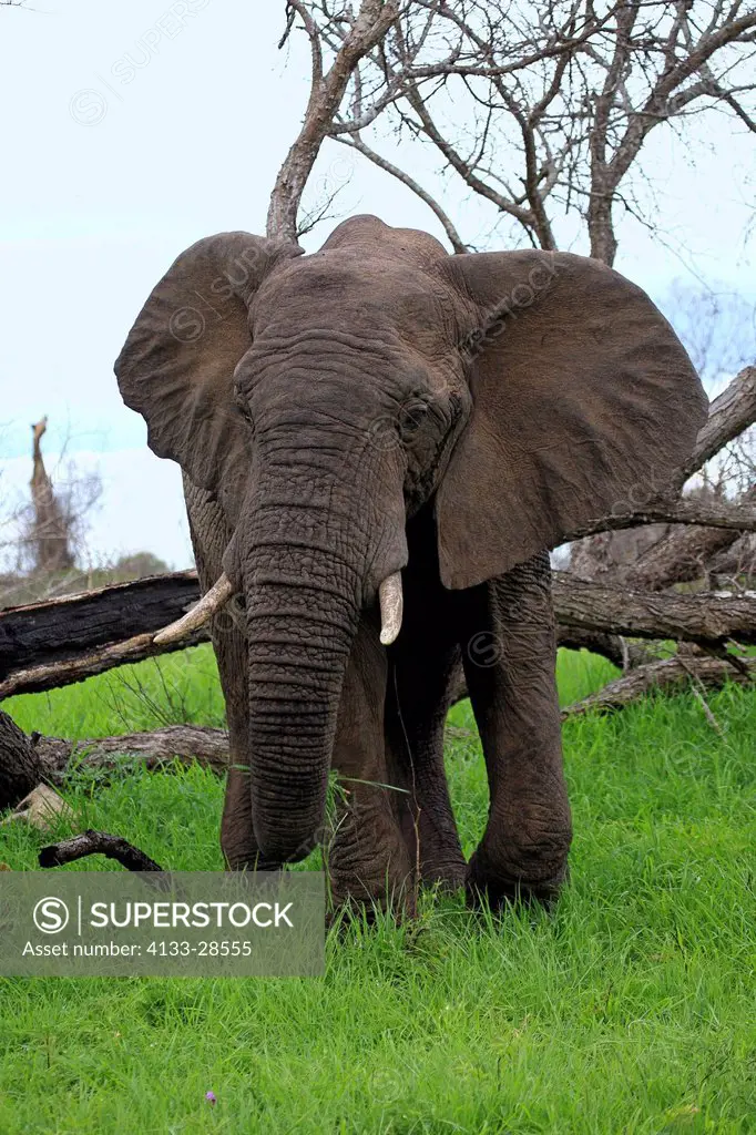 African Elephant,Loxodonta africana,Sabi Sabi Game Reserve,Kruger Nationalpark,South Africa,Africa,adult searching for food