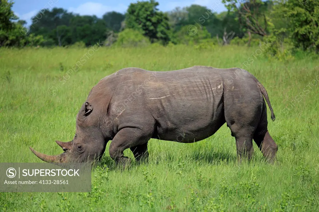 White Rhinoceros,Square Lipped Rhinoceros,Ceratotherium simum,Sabi Sabi Game Reserve,Kruger Nationalpark,South Africa,Africa,adult feeding