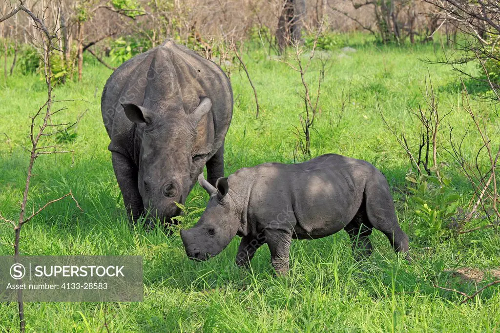 White Rhinoceros,Square Lipped Rhinoceros,Ceratotherium simum,Sabi Sabi Game Reserve,Kruger Nationalpark,South Africa,Africa,mother with young searchi...