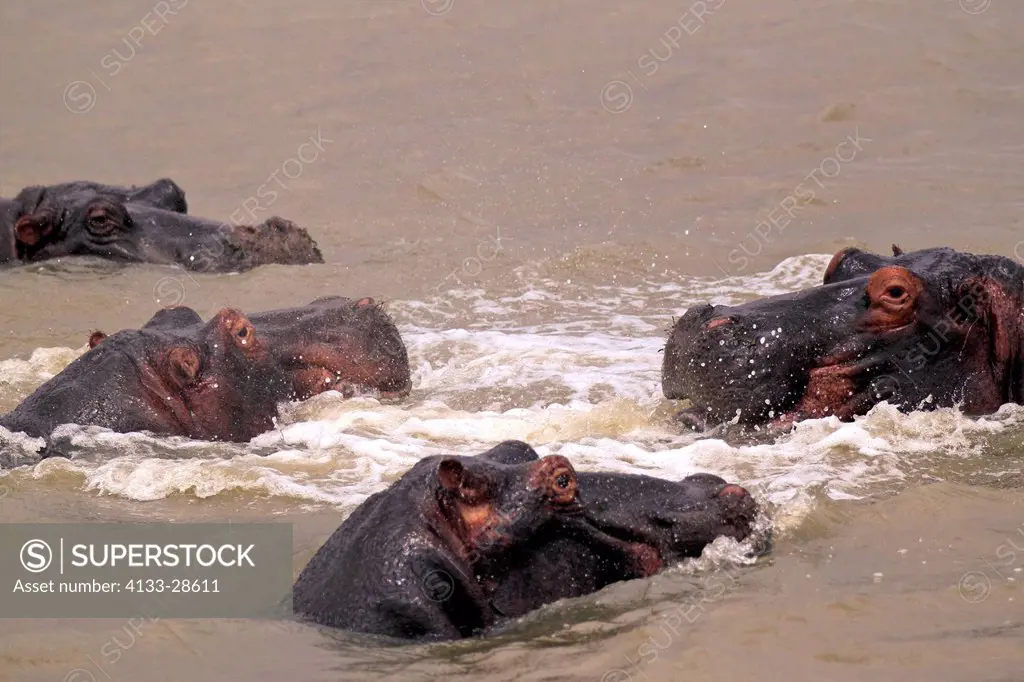Hippopotamus,Hippopatamus amphibius,St. Lucia Wetland Park,iSimangaliso_Wetland_Park,Kwazulu Natal,South Africa,Africa,group of adults in water portra...