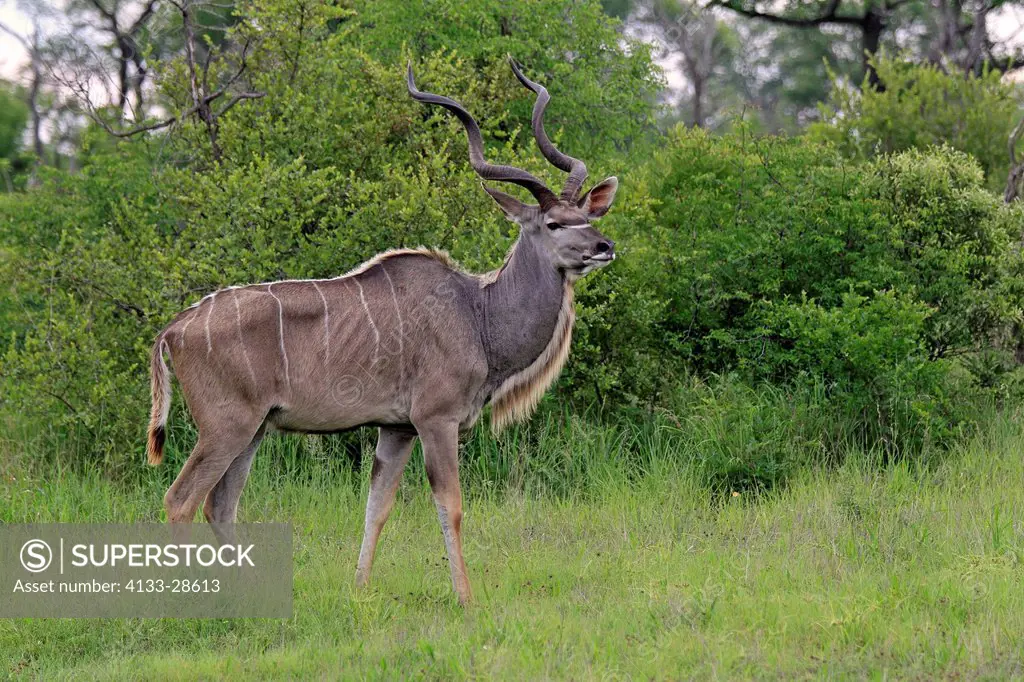 Greater Kudu,Tragelaphus strepsiceros,Sabi Sabi Game Reserve,Kruger Nationalpark,South Africa,Africa,adult male