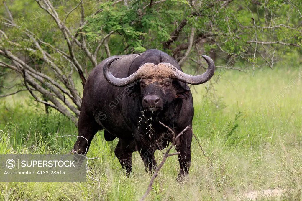 African Buffalo,Syncerus caffer,Sabi Sabi Game Reserve,Kruger Nationalpark,South Africa,Africa,adult feeding