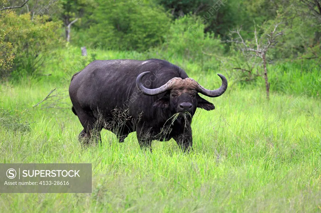 African Buffalo,Syncerus caffer,Sabi Sabi Game Reserve,Kruger Nationalpark,South Africa,Africa,adult feeding