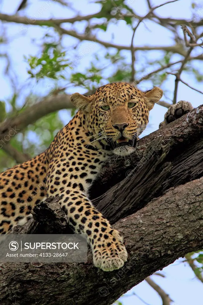 Leopard,Panthera pardus,Sabi Sabi Game Reserve,Kruger Nationalpark,South Africa,Africa,adult resting on tree