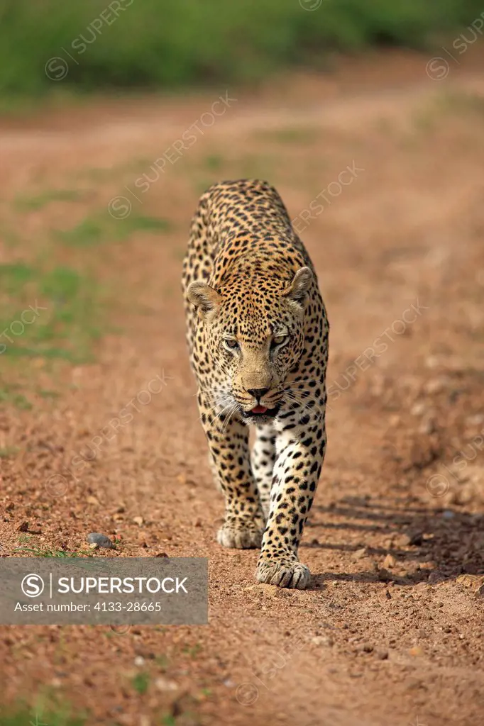 Leopard,Panthera pardus,Sabi Sabi Game Reserve,Kruger Nationalpark,South Africa,Africa,adult