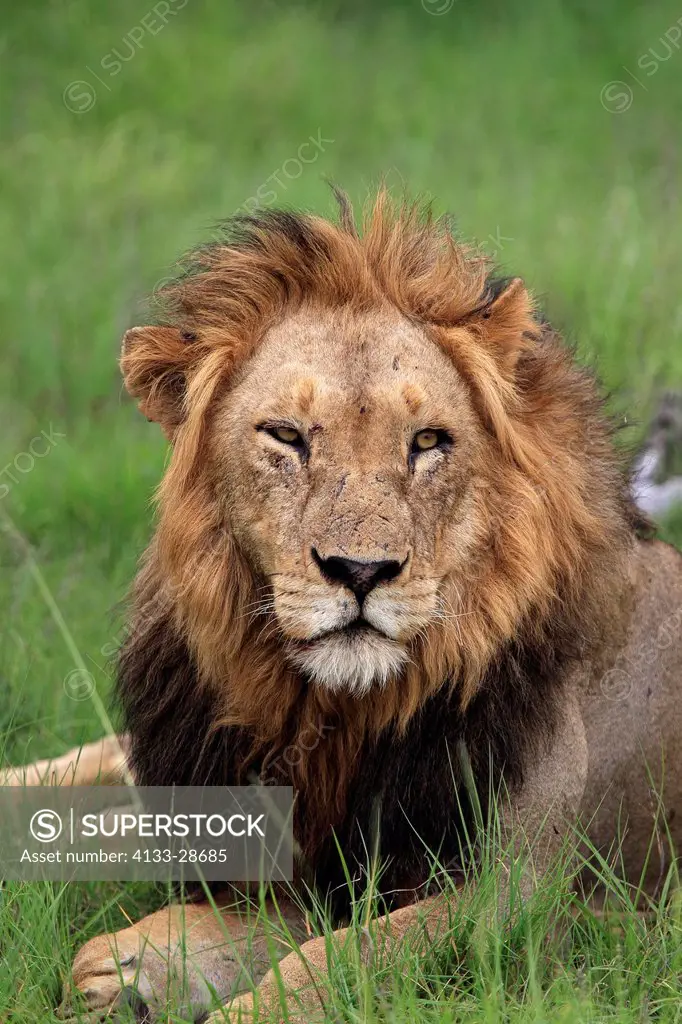 Lion,Panthera leo,Sabi Sabi Game Reserve,Kruger Nationalpark,South Africa,Africa,adult male portrait