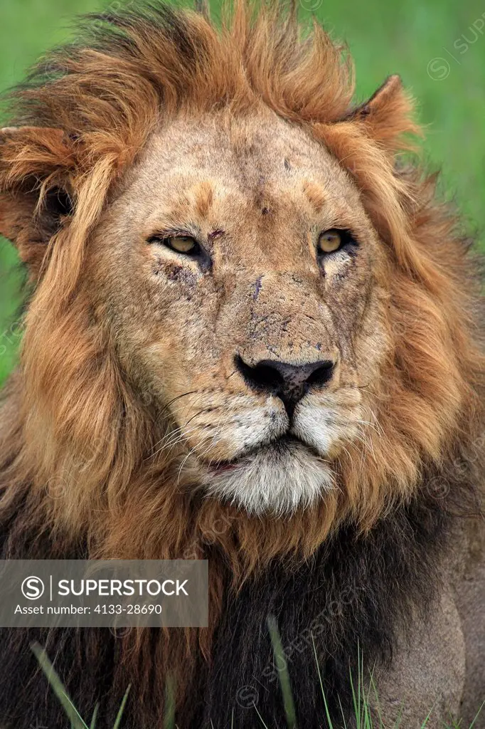 Lion,Panthera leo,Sabi Sabi Game Reserve,Kruger Nationalpark,South Africa,Africa,adult male portrait