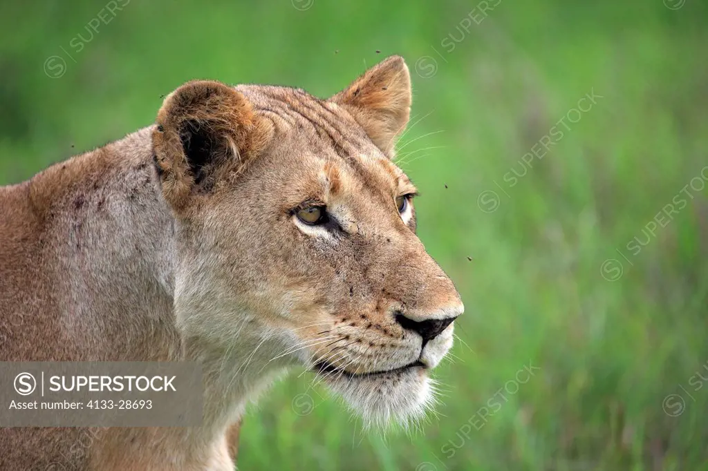 Lion,Panthera leo,Sabi Sabi Game Reserve,Kruger Nationalpark,South Africa,Africa,adult female portrait