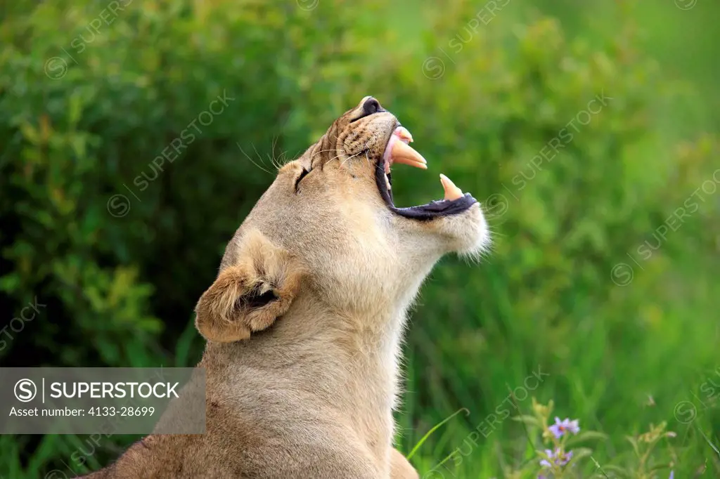 Lion,Panthera leo,Sabi Sabi Game Reserve,Kruger Nationalpark,South Africa,Africa,adult female portrait jawning