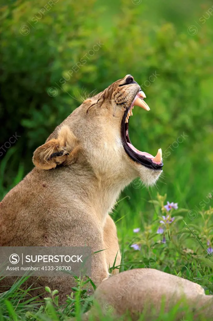 Lion,Panthera leo,Sabi Sabi Game Reserve,Kruger Nationalpark,South Africa,Africa,adult female portrait jawning