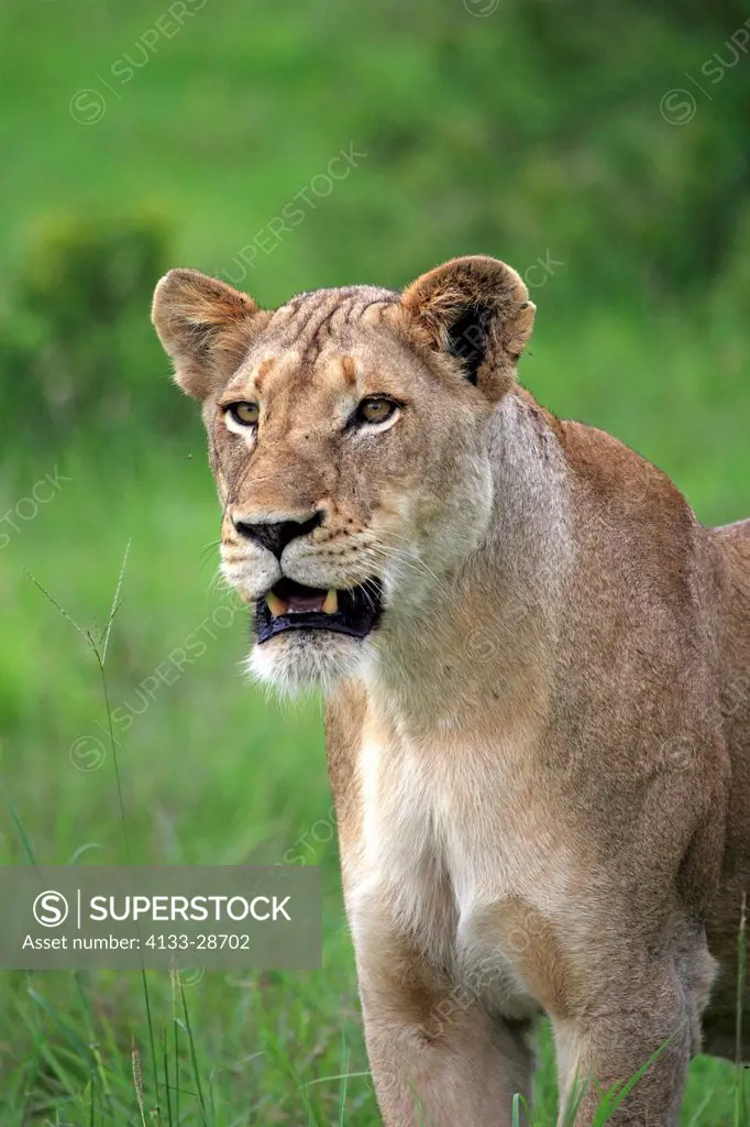 Lion,Panthera leo,Sabi Sabi Game Reserve,Kruger Nationalpark,South Africa,Africa,adult female portrait