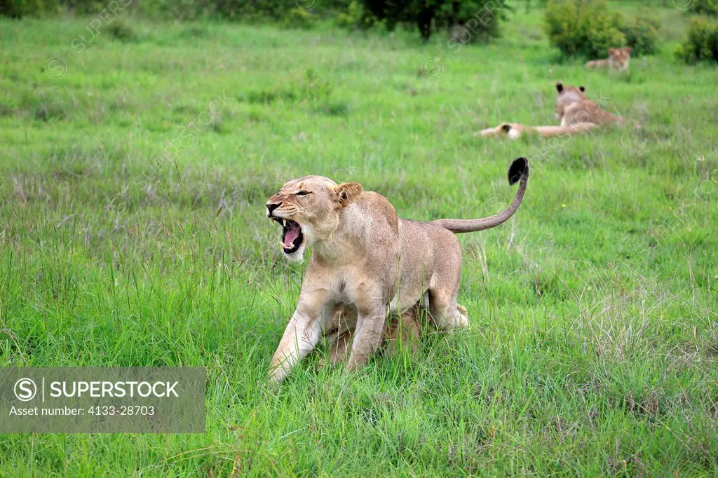Lion,Panthera leo,Sabi Sabi Game Reserve,Kruger Nationalpark,South Africa,Africa,adult female jawning
