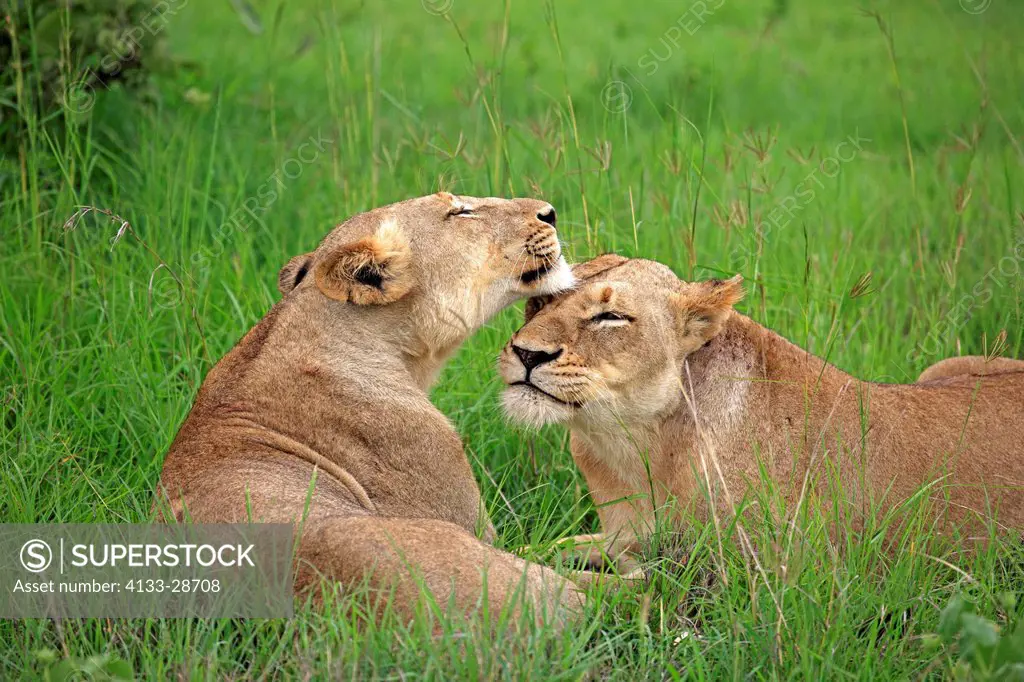 Lion,Panthera leo,Sabi Sabi Game Reserve,Kruger Nationalpark,South Africa,Africa,two adult females