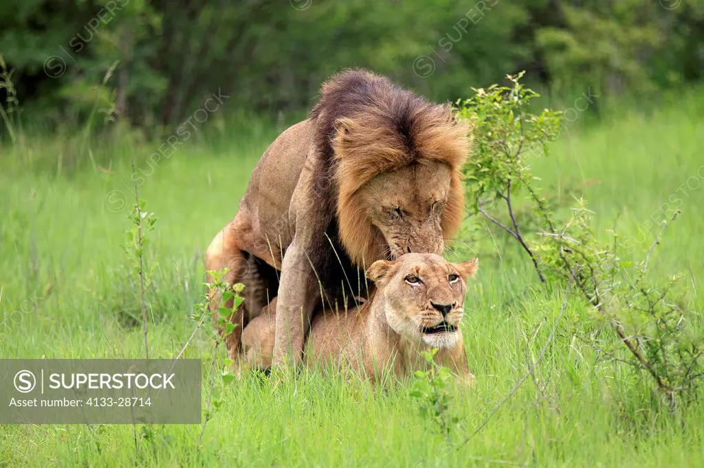 Lion,Panthera leo,Sabi Sabi Game Reserve,Kruger Nationalpark,South Africa,Africa,couple mating