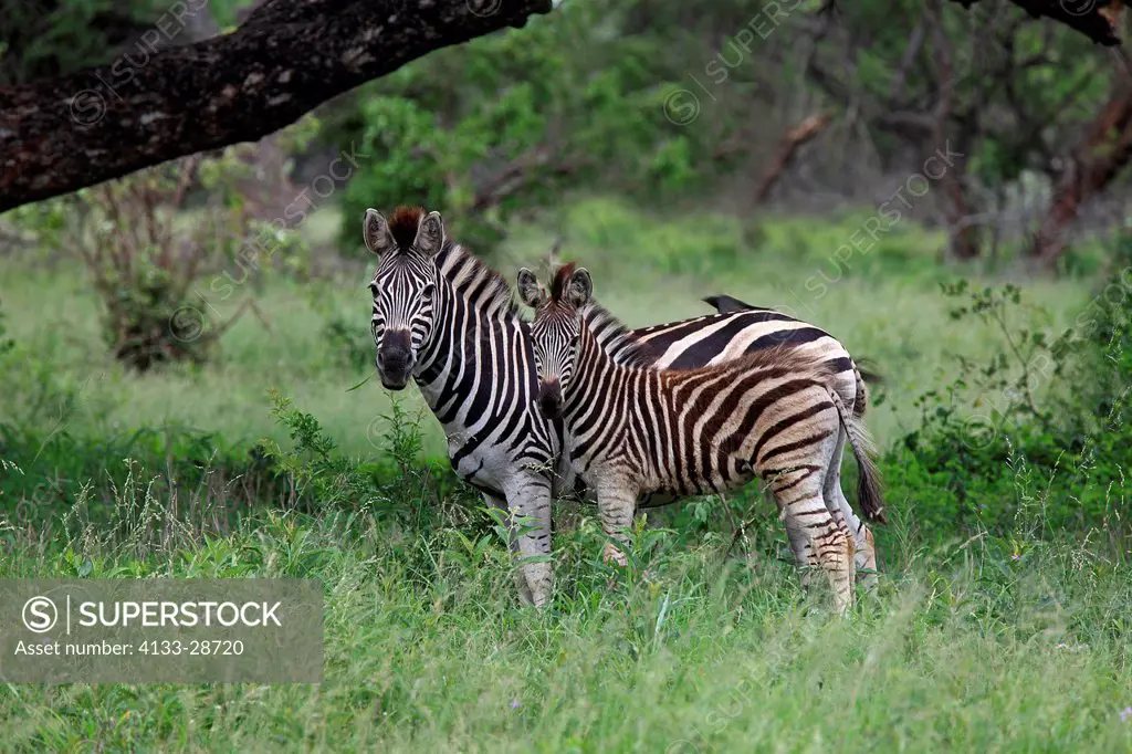 Plains Zebra,Burchell Zebra,Equus burchelli boehmi,Sabi Sabi Game Reserve,Kruger Nationalpark,South Africa,Africa,mother with young