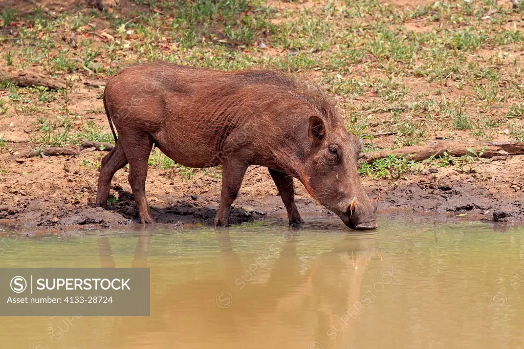 Warthog,Phacochoerus aethiopicus,Mkuze,Natal,South Africa,Africa,adult drinking at water