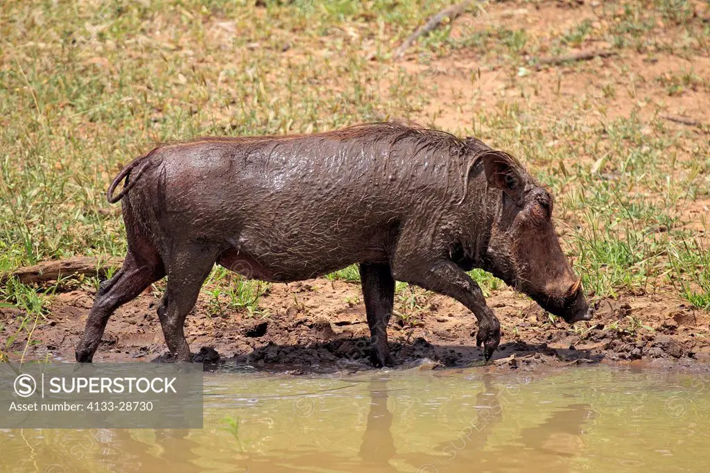 Warthog,Phacochoerus aethiopicus,Mkuze,Natal,South Africa,Africa,adult drinking at water