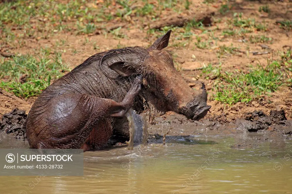 Warthog,Phacochoerus aethiopicus,Mkuze,Natal,South Africa,Africa,adult bathing