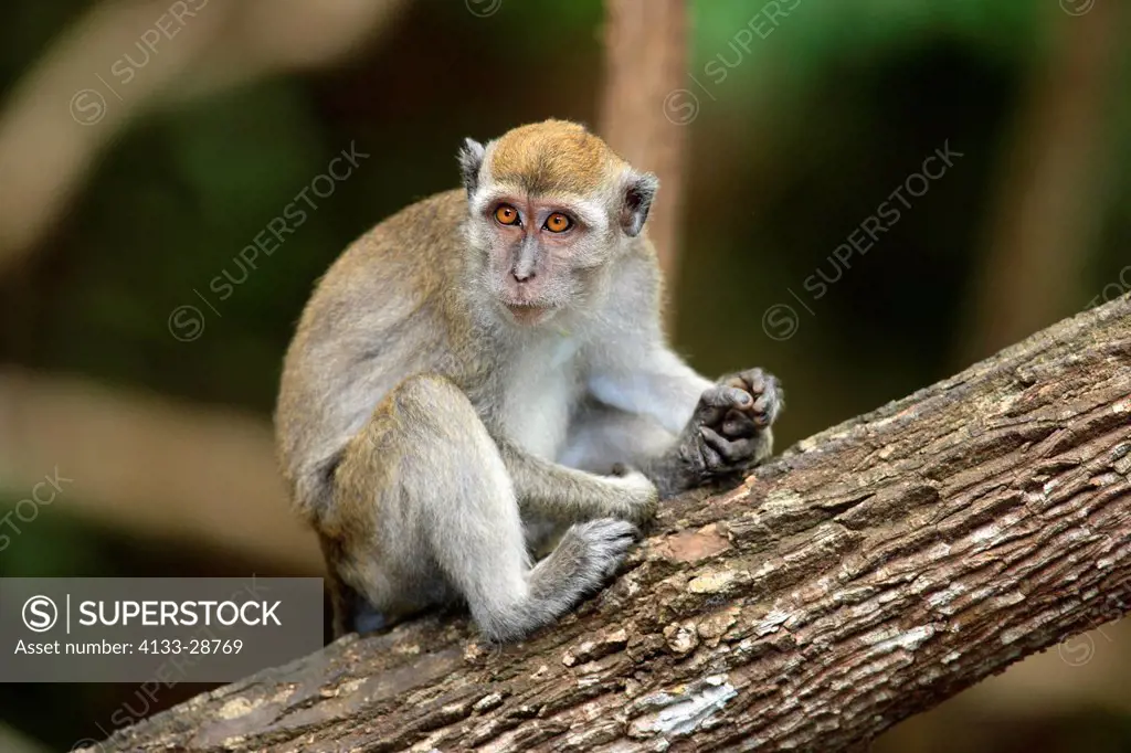 Long_Tailed Macaque,Macaca facicularis,Labuk Bay,Sabah,Borneo,Malaysia,Asia,adult on tree