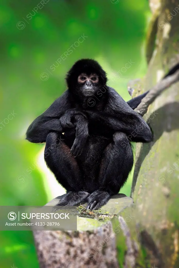 Black Spider Monkey,Ateles paniscus,South America,on tree