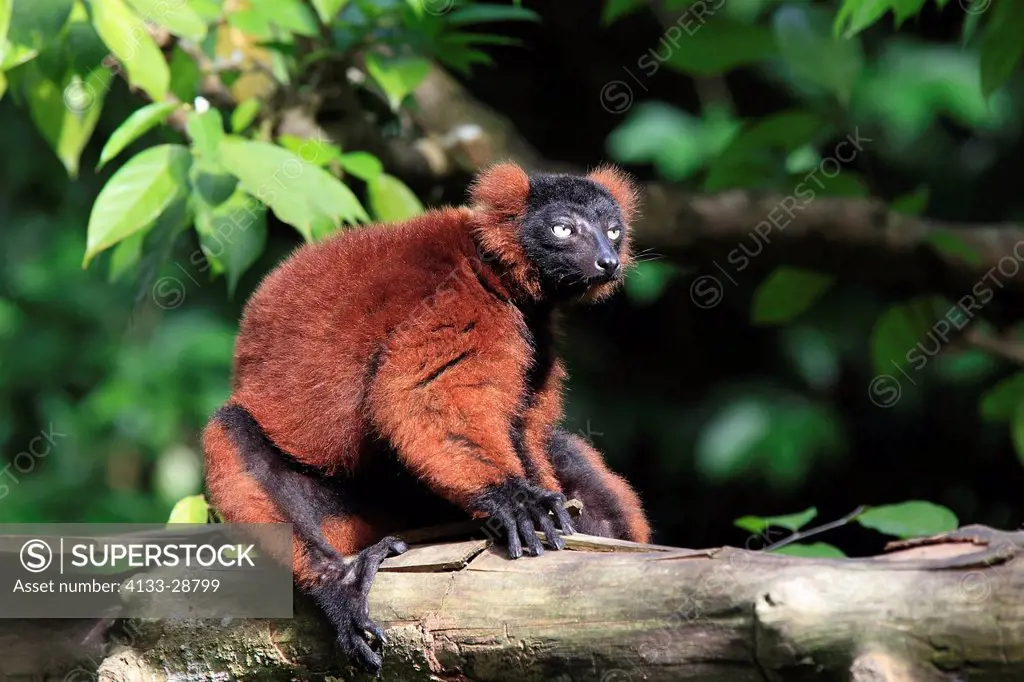 Red Ruffed Lemur,Lemur variegatus ruber,Madagascar,Africa,on tree