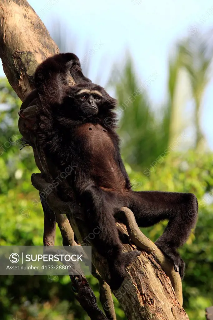 Agile Gibbon,Dark_handed Gibbon,Hylobates agilis,Asia,adult on tree