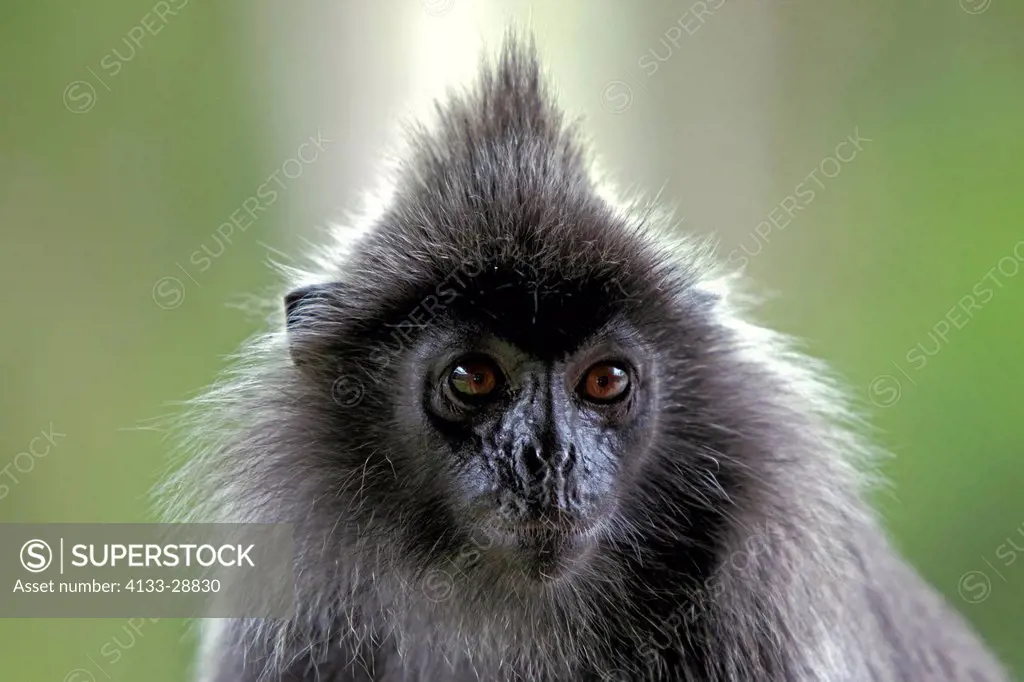 Silvered Leaf Monkey,Trachypithecus cristatus,Silvery Lutung,Silvery Langur,Labuk Bay,Borneo,Malaysia,Sabah,Asia,adult portrait