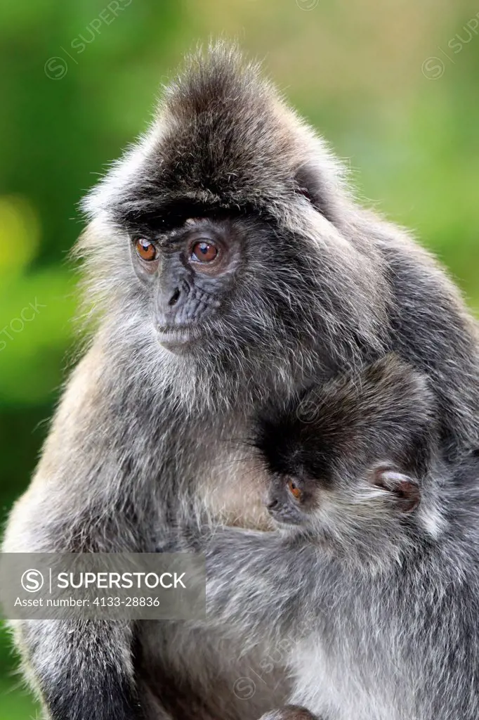 Silvered Leaf Monkey,Trachypithecus cristatus,Silvery Lutung,Silvery Langur,Labuk Bay,Borneo,Malaysia,Sabah,Asia,adult portrait
