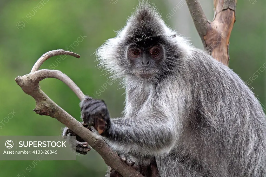 Silvered Leaf Monkey,Trachypithecus cristatus,Silvery Lutung,Silvery Langur,Labuk Bay,Borneo,Malaysia,Sabah,Asia,adult portrait