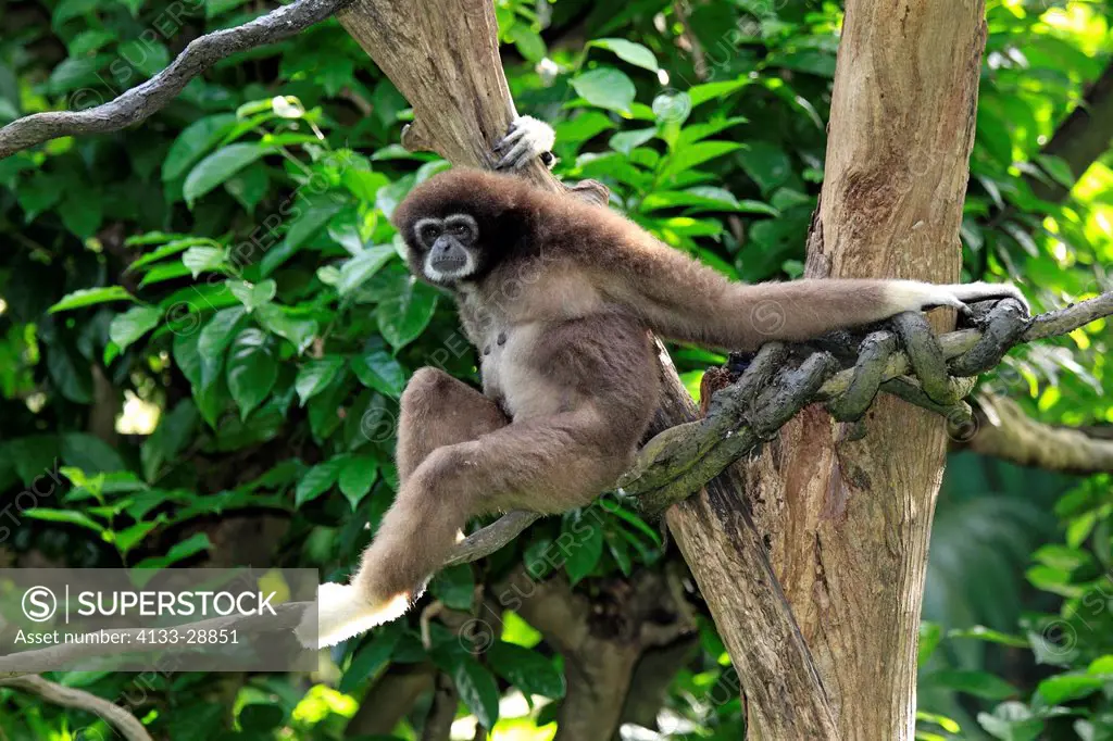 White Handed Gibbon,Hylobates lar,Asia,adult sitting on tree