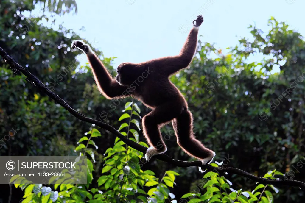 White Handed Gibbon,Hylobates lar,Asia,adult climbing on tree