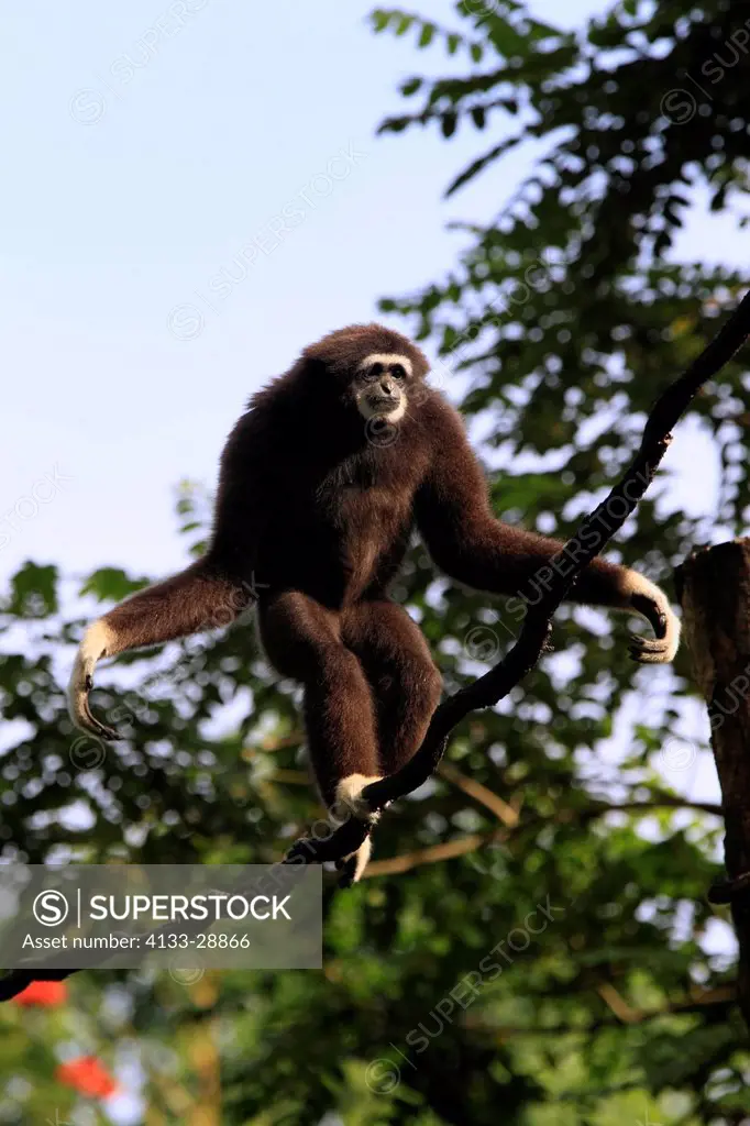 White Handed Gibbon,Hylobates lar,Asia,adult climbing on tree