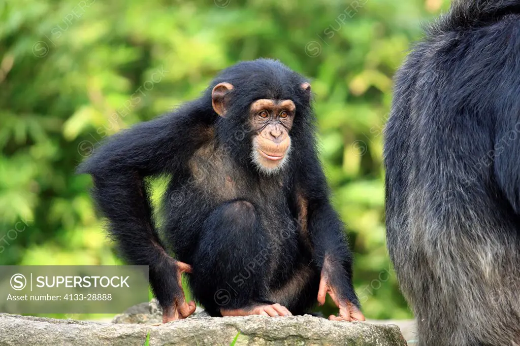Chimpanzee,Pan troglodytes troglodytes,Africa,young on tree