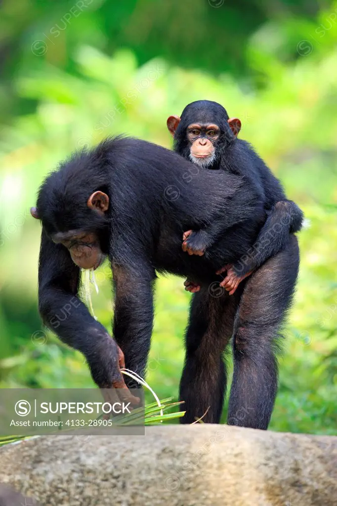 Chimpanzee,Pan troglodytes troglodytes,Africa,young riding on mothers back