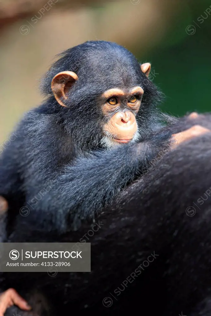 Chimpanzee,Pan troglodytes troglodytes,Africa,young