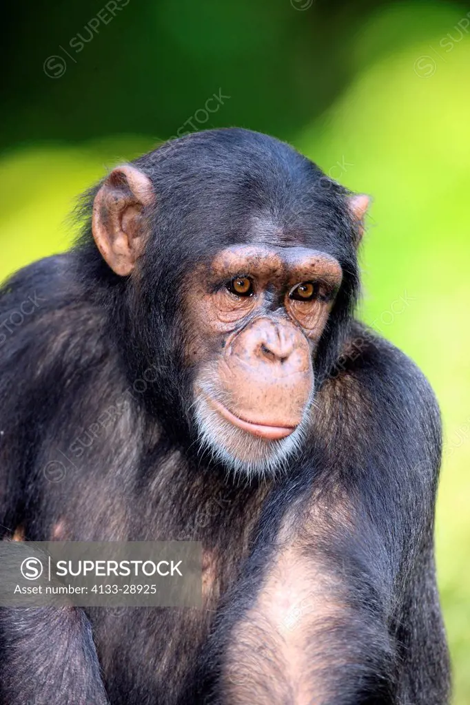 Chimpanzee,Pan troglodytes troglodytes,Africa,adult portrait