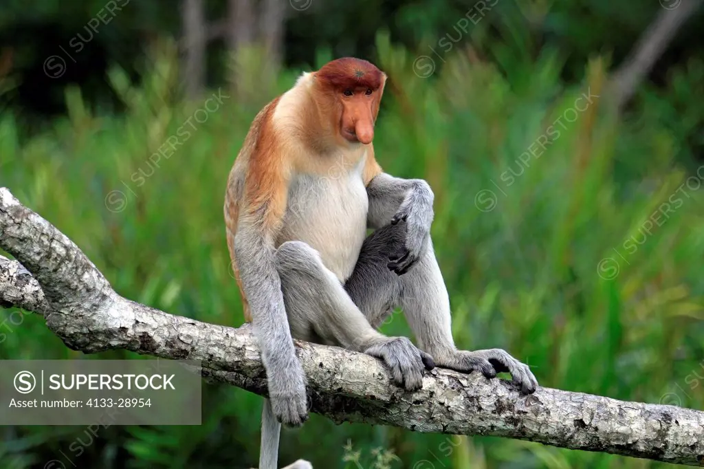 Proboscis Monkey,Nasalis larvatus,Labuk Bay,Sabah,Borneo,Malaysia,Asia,adult male on tree