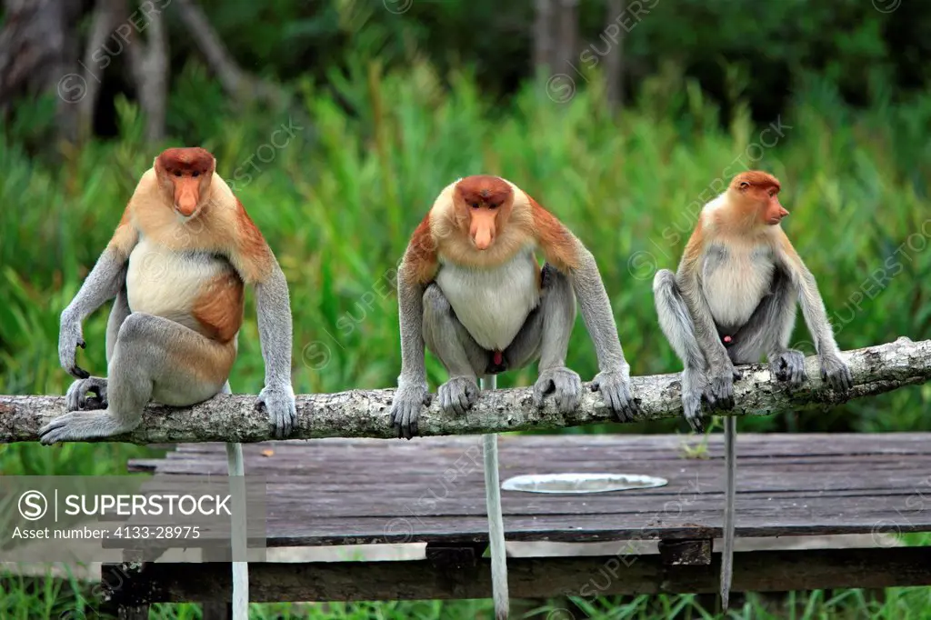 Proboscis Monkey,Nasalis larvatus,Labuk Bay,Sabah,Borneo,Malaysia,Asia,group of males