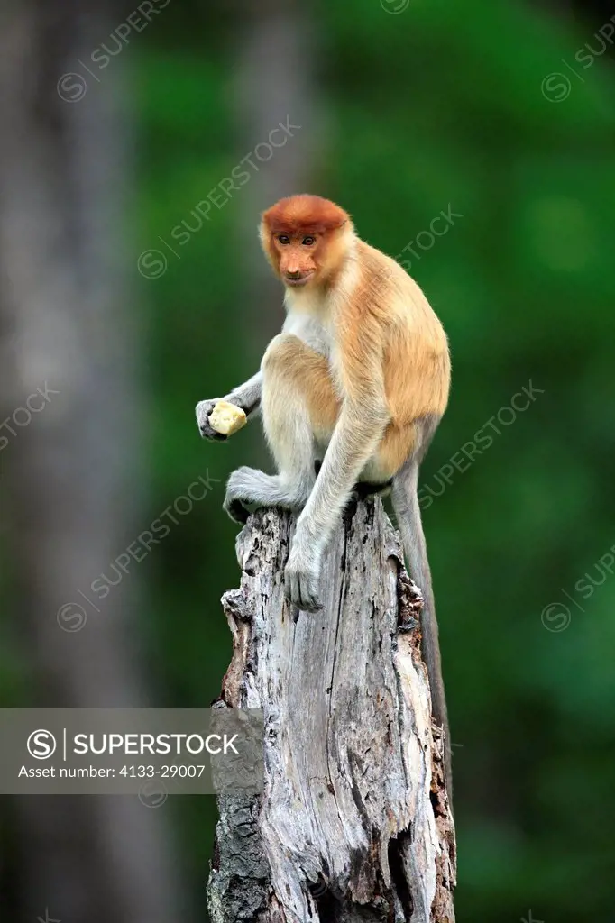 Proboscis Monkey,Nasalis larvatus,Labuk Bay,Sabah,Borneo,Malaysia,Asia,adult male on tree