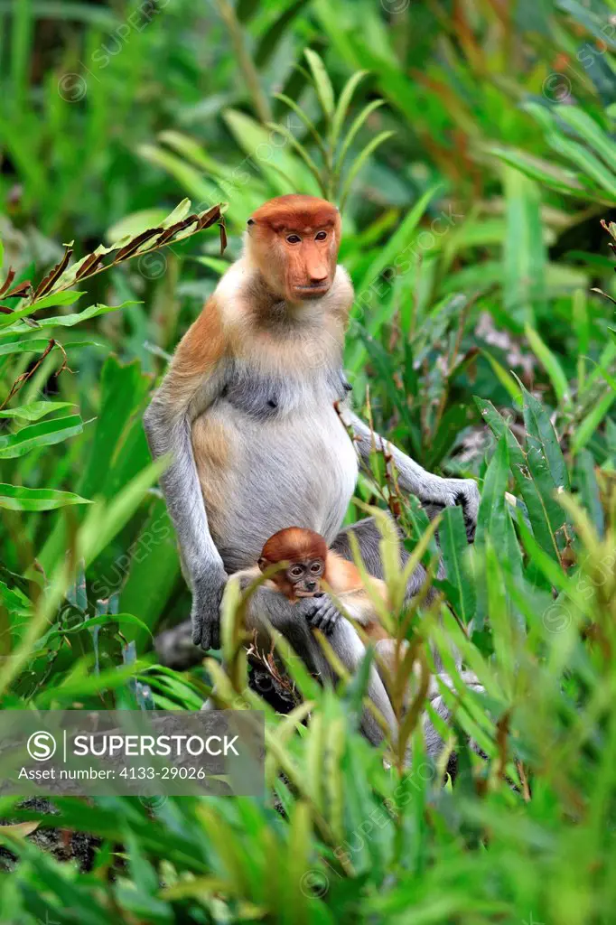 Proboscis Monkey,Nasalis larvatus,Labuk Bay,Sabah,Borneo,Malaysia,Asia,adult female with young